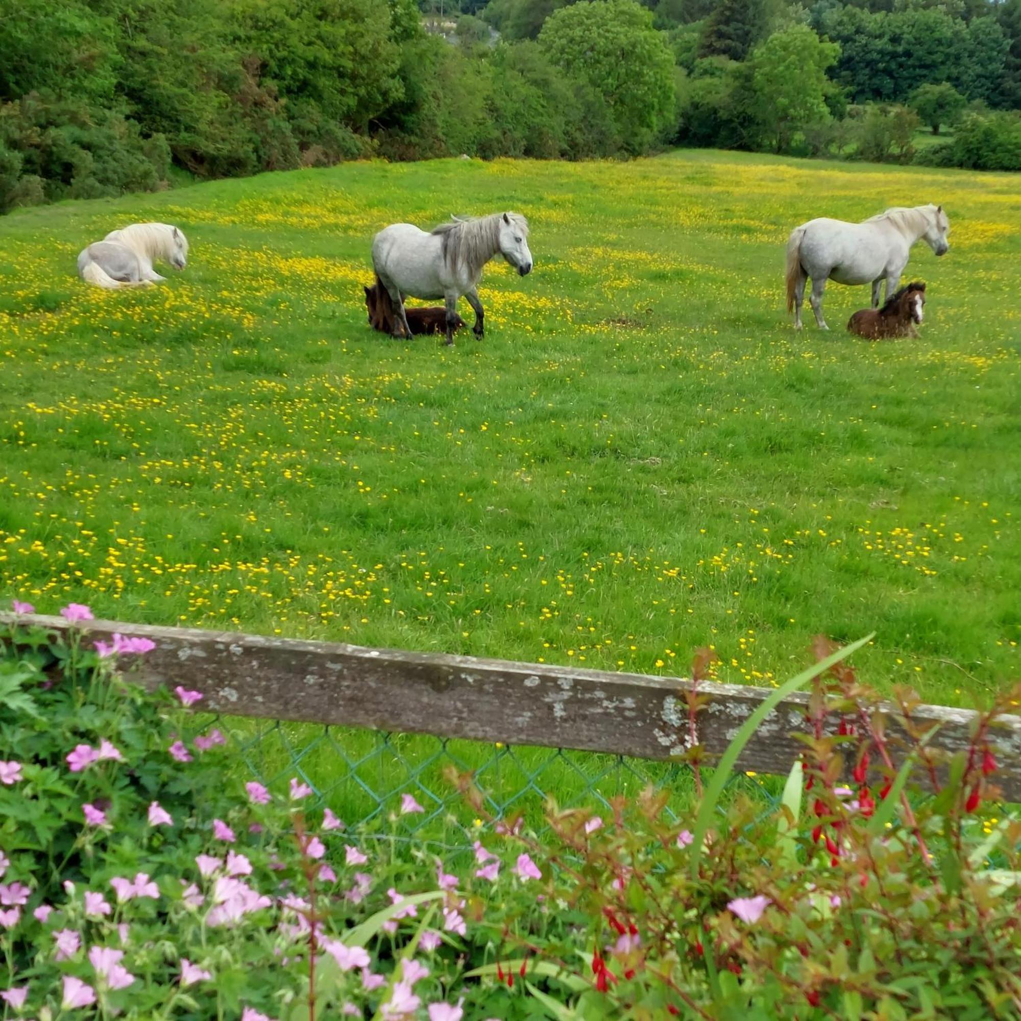 Abhainn Ri Cottages Blessington Exterior foto